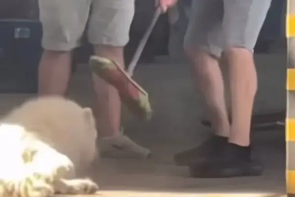+37°C, швабра і троє на відео: цифри та факти інциденту у франківському відділенні «Нової пошти»